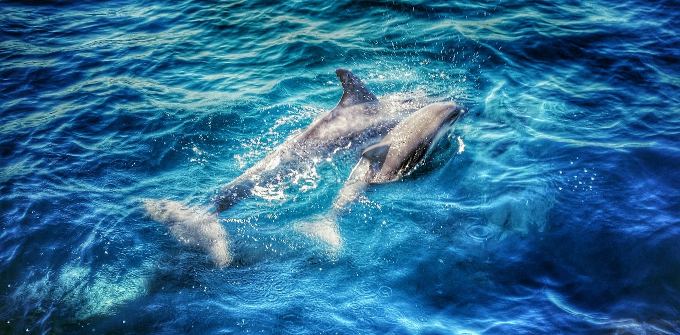 la increíble historia evolutiva de los mamíferos marinos