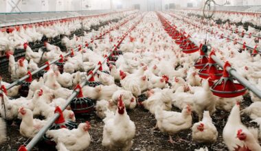 Primera muerte en el mundo de una persona infectada con el virus de la gripe aviar H5N5