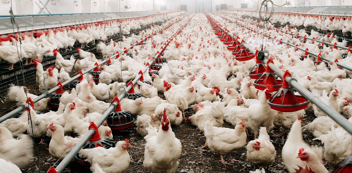 Primera muerte en el mundo de una persona infectada con el virus de la gripe aviar H5N5