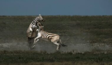 Foto: Giacomo de Franchis.