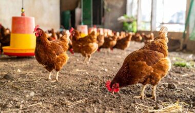 Cuáles son los síntomas de la gripe aviar en gallinas y qué hacer si hay sospechas de contagio en estos animales