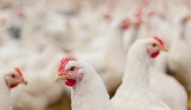 ¿por qué se confina a todas las gallinas? ¿Subirá más el precio de los huevos? ¿Contagian?