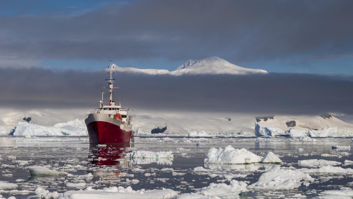 Intriga máxima de los biólogos tras descubrir miles de nidos por casualidad bajo el hielo de la Antártida