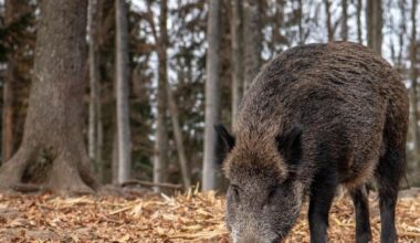 La peste porcina reaparece en España 31 años después con dos casos en Barcelona