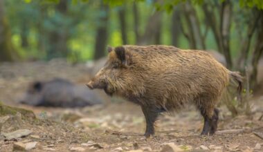 Hallados otros ocho jabalíes muertos en la zona del brote de peste porcina, en Collserola, Barcelona