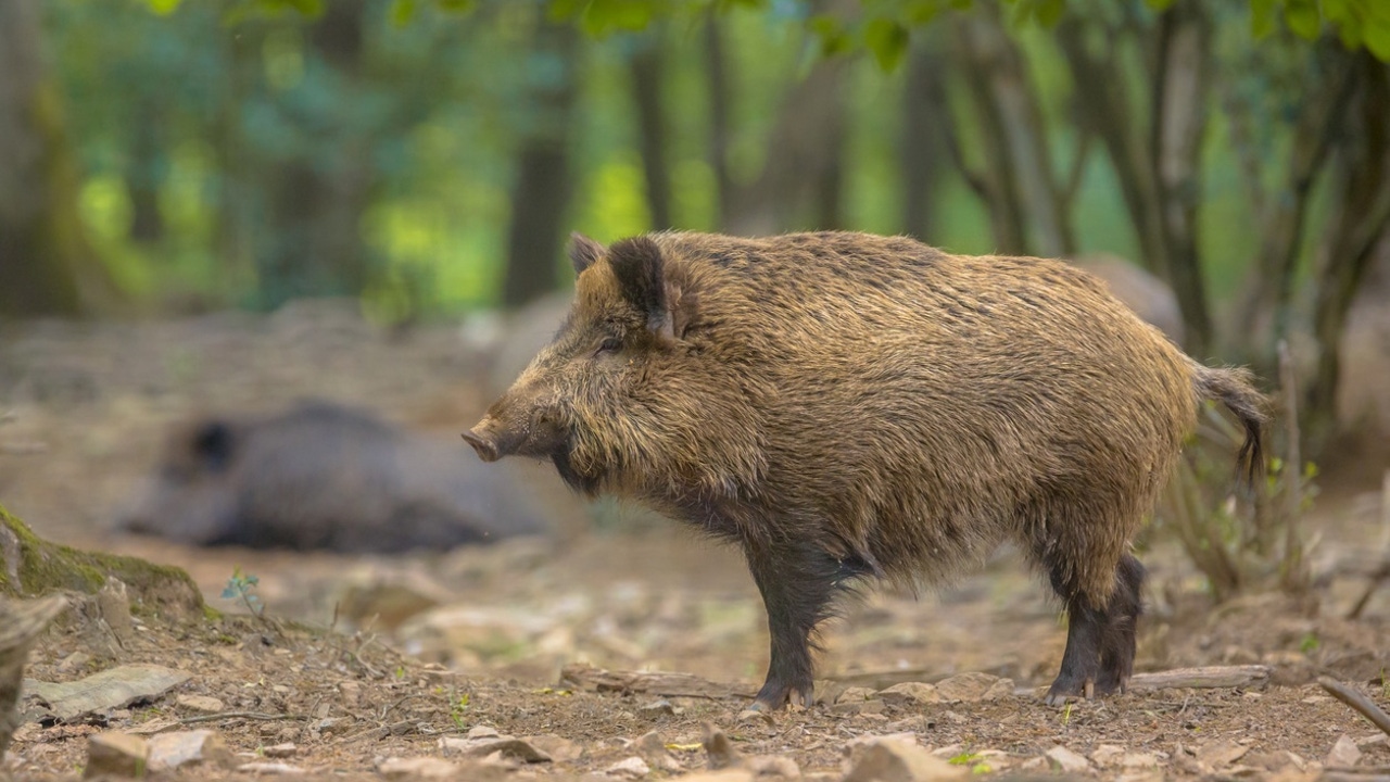 Hallados otros ocho jabalíes muertos en la zona del brote de peste porcina, en Collserola, Barcelona