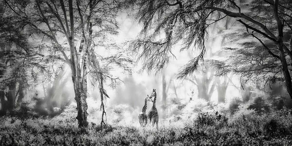 © Marina Cano – Second Place Open Nature : Landscape