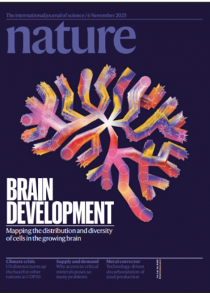 El mayor mapa del cerebro en desarrollo revela las fases en las que se originan los trastornos neurológicos