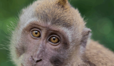 The Conversation: Un nuevo experimento revela que rejuvenecer es posible | Diario Digital de la UJA