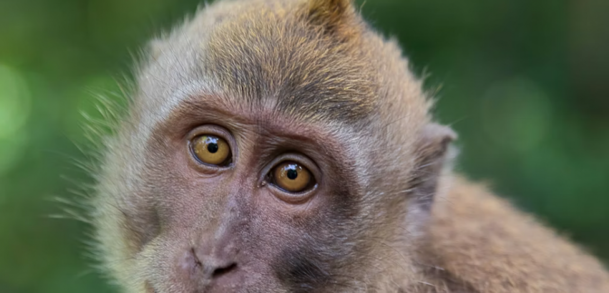 The Conversation: Un nuevo experimento revela que rejuvenecer es posible | Diario Digital de la UJA