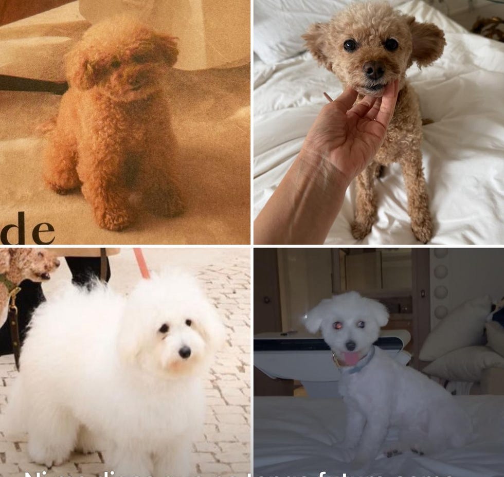 perros tamara falcó