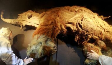 El ARN más antiguo del mundo, extraído de un mamut lanudo de 40.000 años - La Voz de Galicia