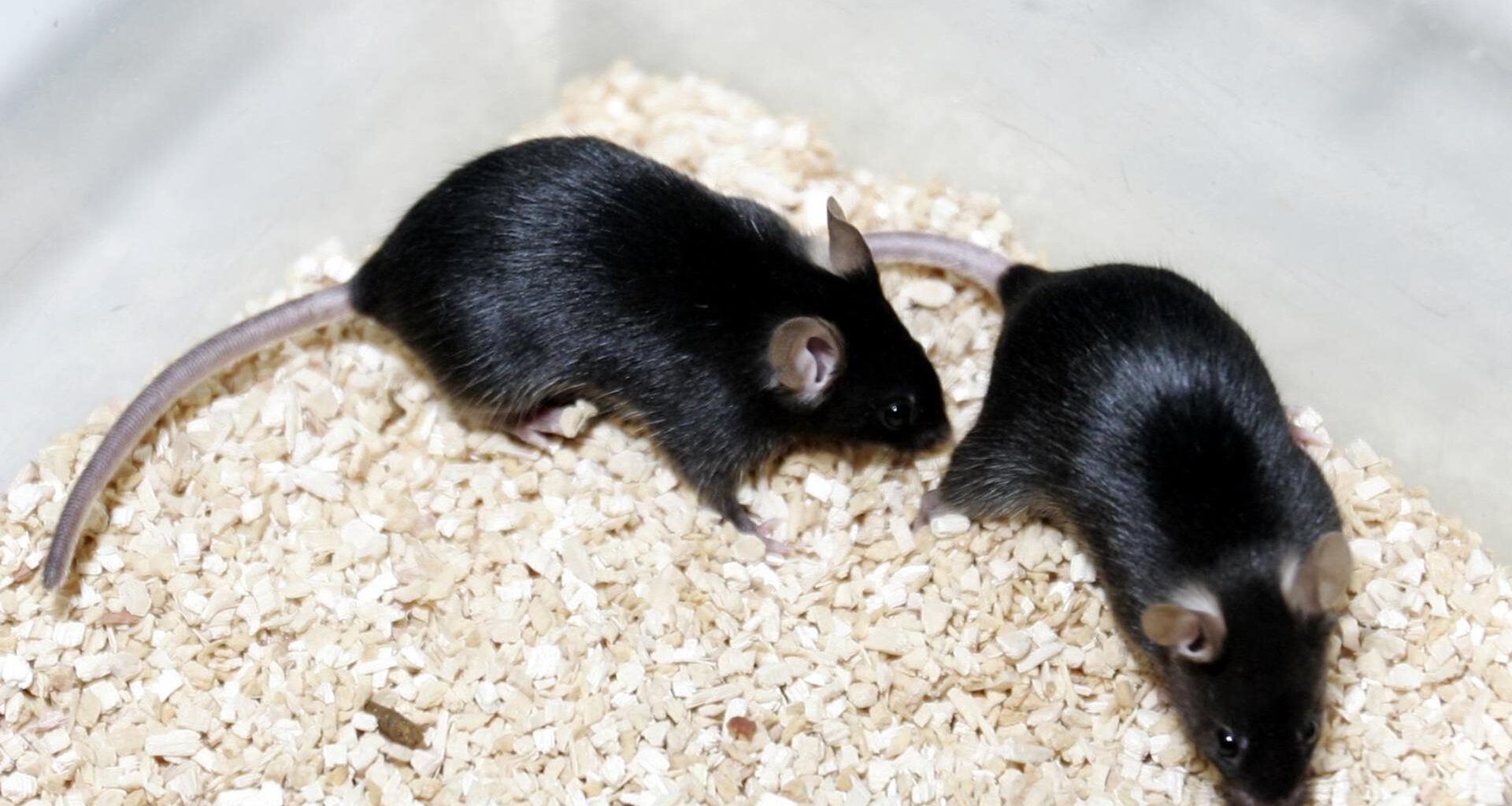 Los virus de la gripe aviar resisten la fiebre, el arma humana para combatir la enfermedad