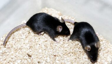 Los virus de la gripe aviar resisten la fiebre, el arma humana para combatir la enfermedad