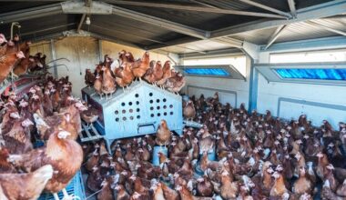 el encierro estresa a las gallinas y los contagios amenazan el suministro de huevos