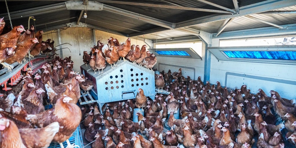 el encierro estresa a las gallinas y los contagios amenazan el suministro de huevos