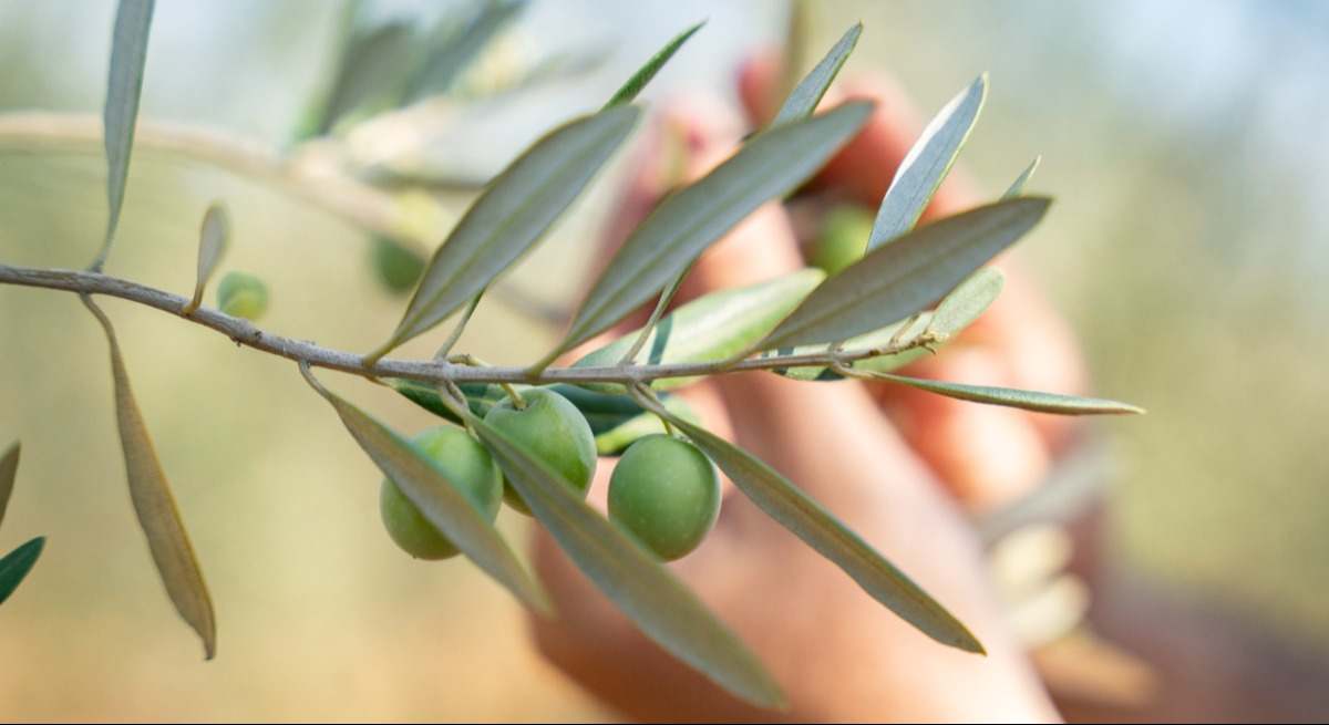 récord histórico de producción, exportaciones y consumo que desafía los aranceles