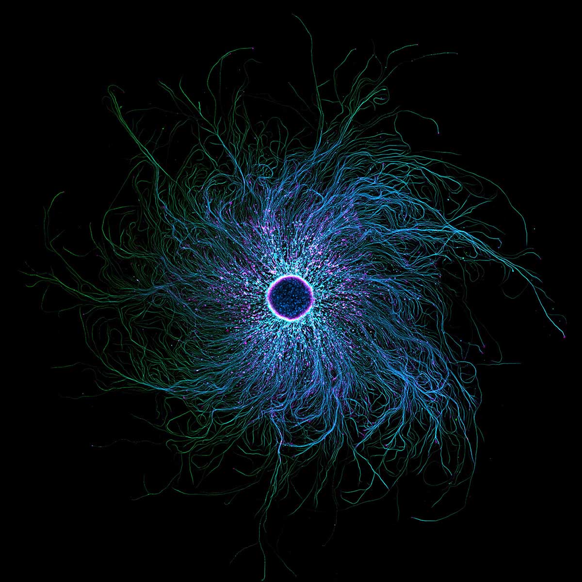 © Stella Whittaker 7th Place