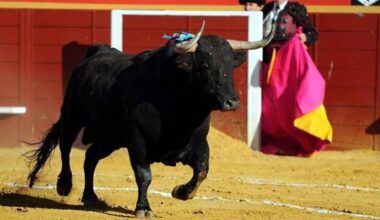 Un toro español parte el cajón en el que volaba a Lima y al bravo Rescoldito le cortan los testículos