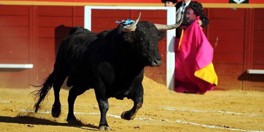 Un toro español parte el cajón en el que volaba a Lima y al bravo Rescoldito le cortan los testículos