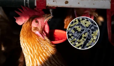 Murió el primer paciente contagiado con H5N5, virus que antes solo se detectaba en aves