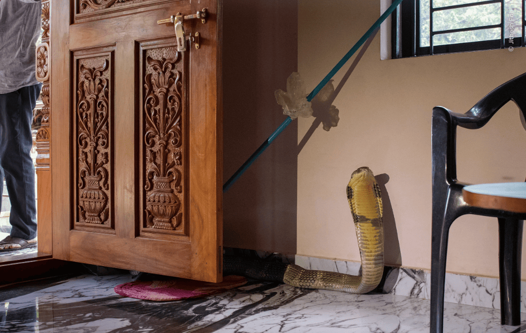 Ganadoras del Wilde Life Photographer of the Year 