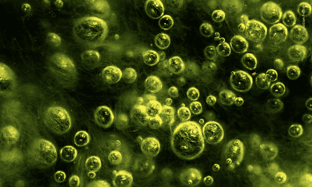 Ganadoras del Wilde Life Photographer of the Year