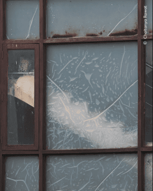 Ganadoras del Wilde Life Photographer of the Year