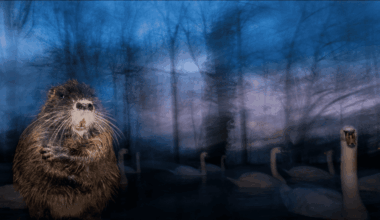 Ganadoras del Wilde Life Photographer of the Year