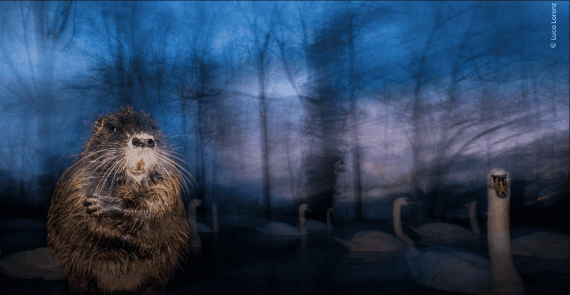 Ganadoras del Wilde Life Photographer of the Year