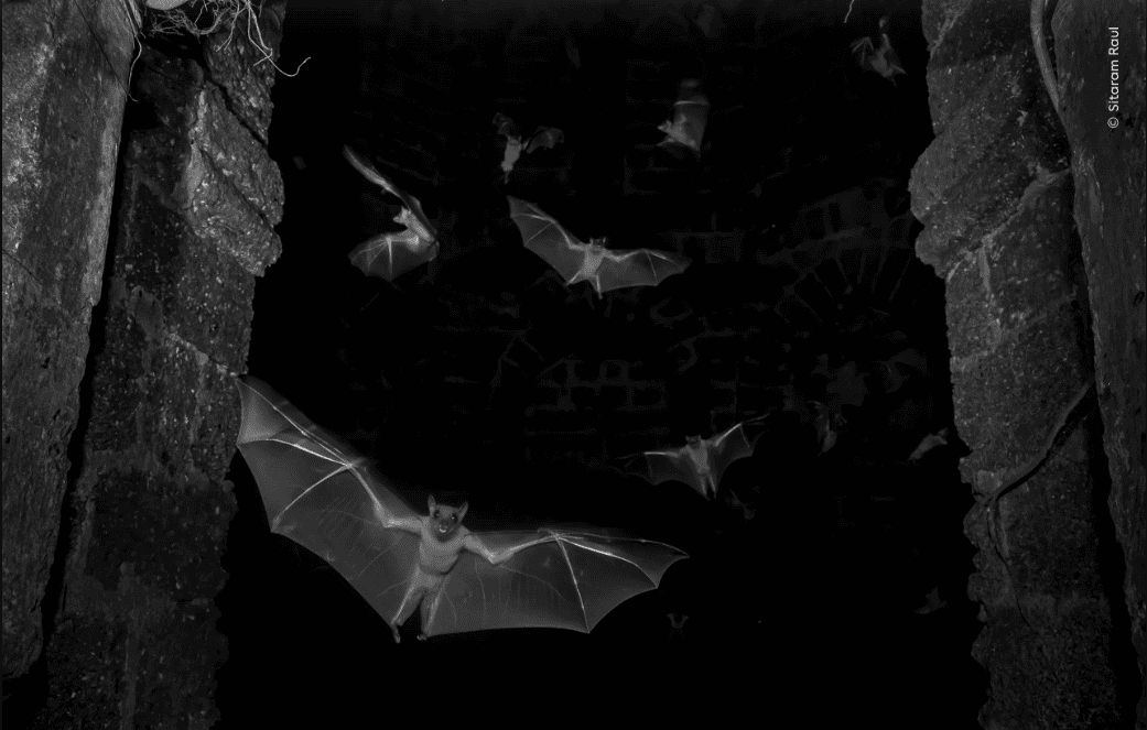 Ganadoras del Wilde Life Photographer of the Year