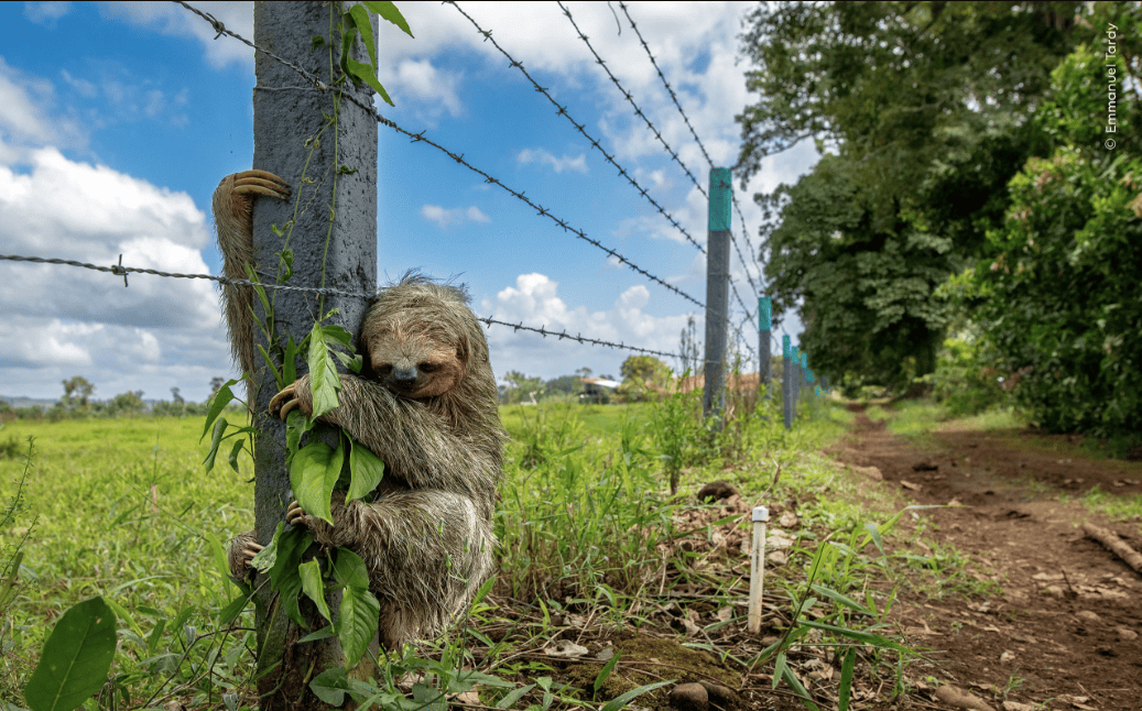 Ganadoras del Wilde Life Photographer of the Year