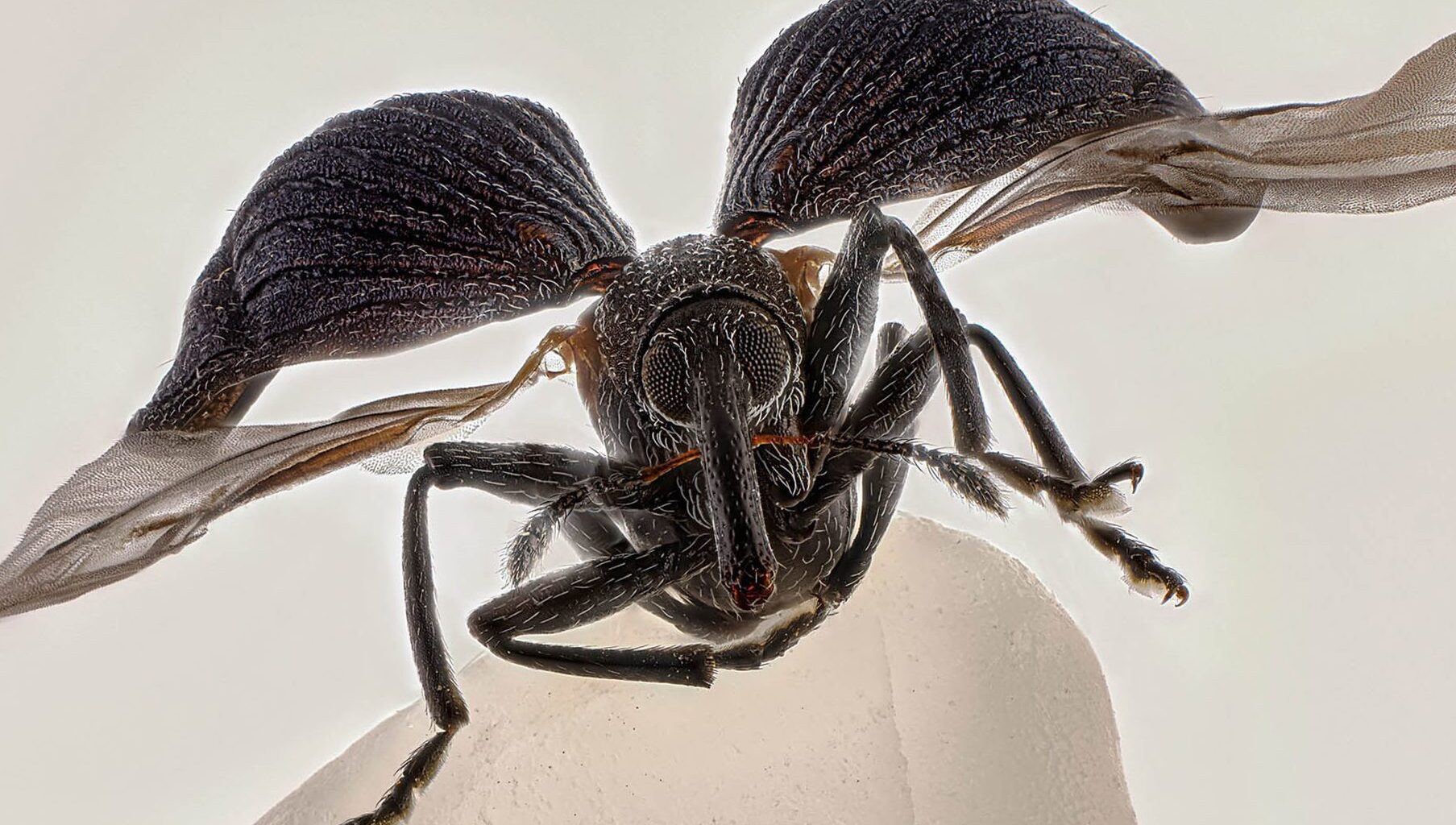 Microfotografía, la vida más allá del ojo humano: estas son las fotos ganadoras del Nikon Small World 2025