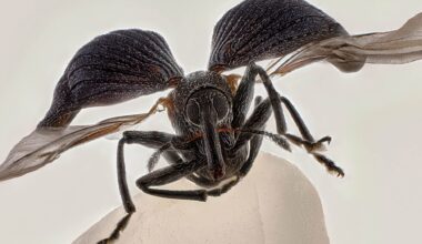 Microfotografía, la vida más allá del ojo humano: estas son las fotos ganadoras del Nikon Small World 2025