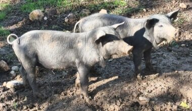 Asociaciones ganaderas confirman el inicio del sacrificio de cerdos sanos de las granjas cerca del foco de la peste porcina