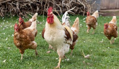 Detectan un brote de gripe aviar en una granja de Lleida