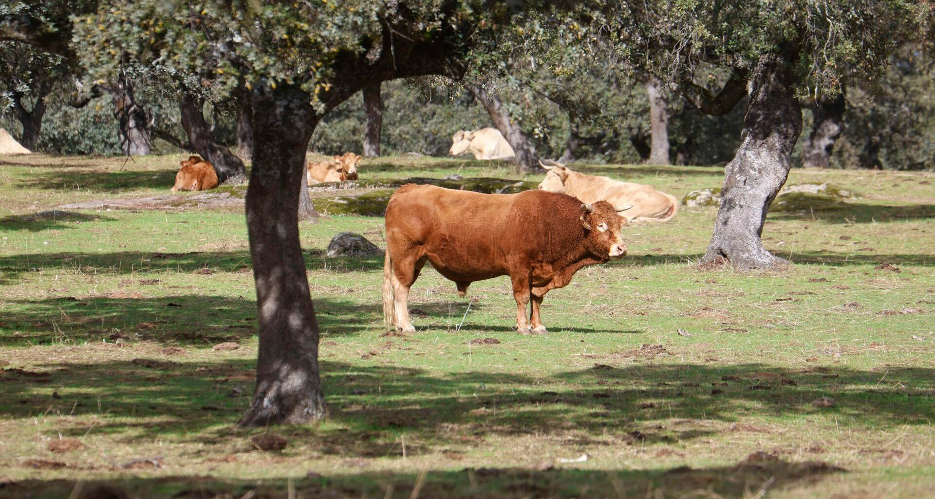 China impondrá aranceles adicionales del 55% al vacuno