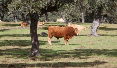 China impondrá aranceles adicionales del 55% al vacuno