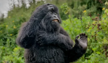 estas son las fotografías ganadoras del concurso más divertido