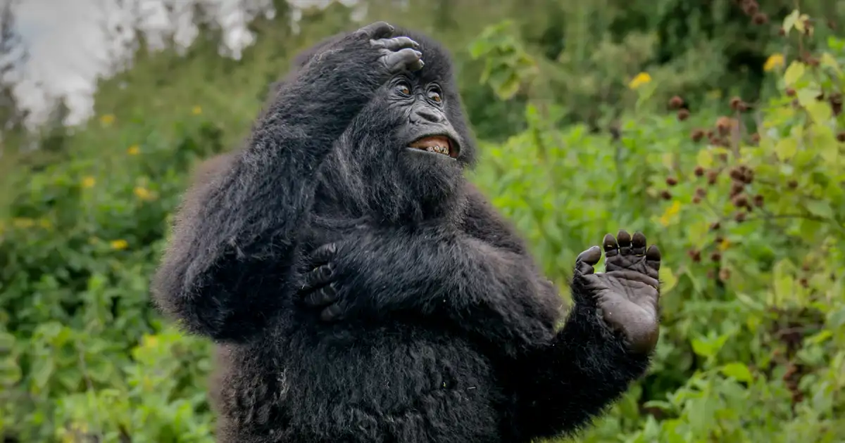 estas son las fotografías ganadoras del concurso más divertido