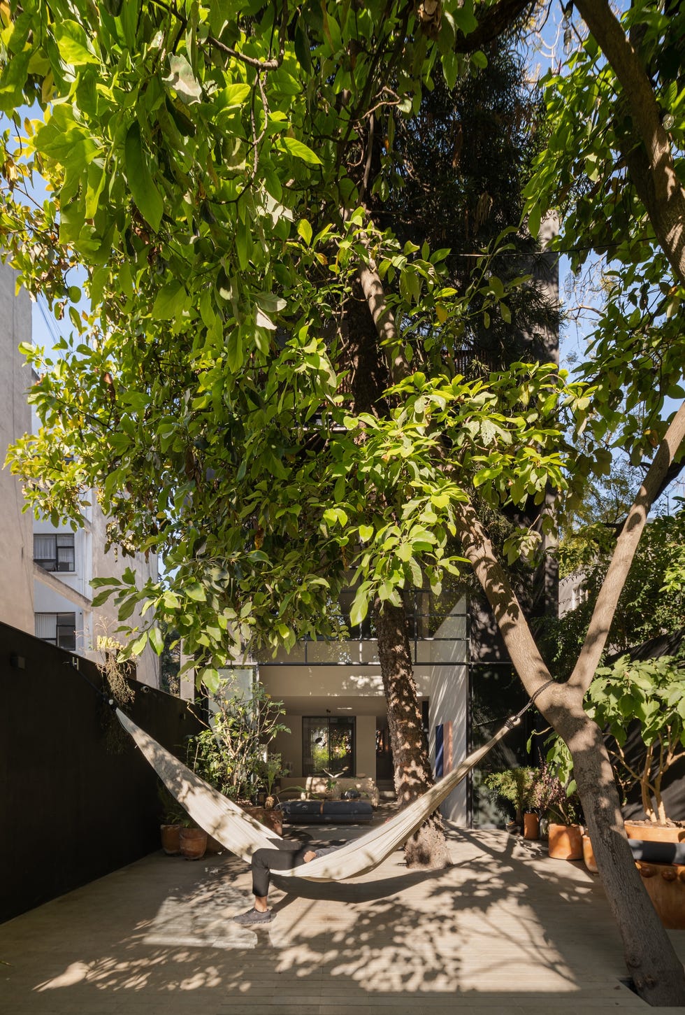 Esta casa de 6 metros de ancho tiene árboles en medio del patio interior y una escalera que atraviesa la casa sin pasar por ninguna habitación casa 6 metros ancho arboles medio patio interior escalera atraviesa casa sin pasar por habitacion