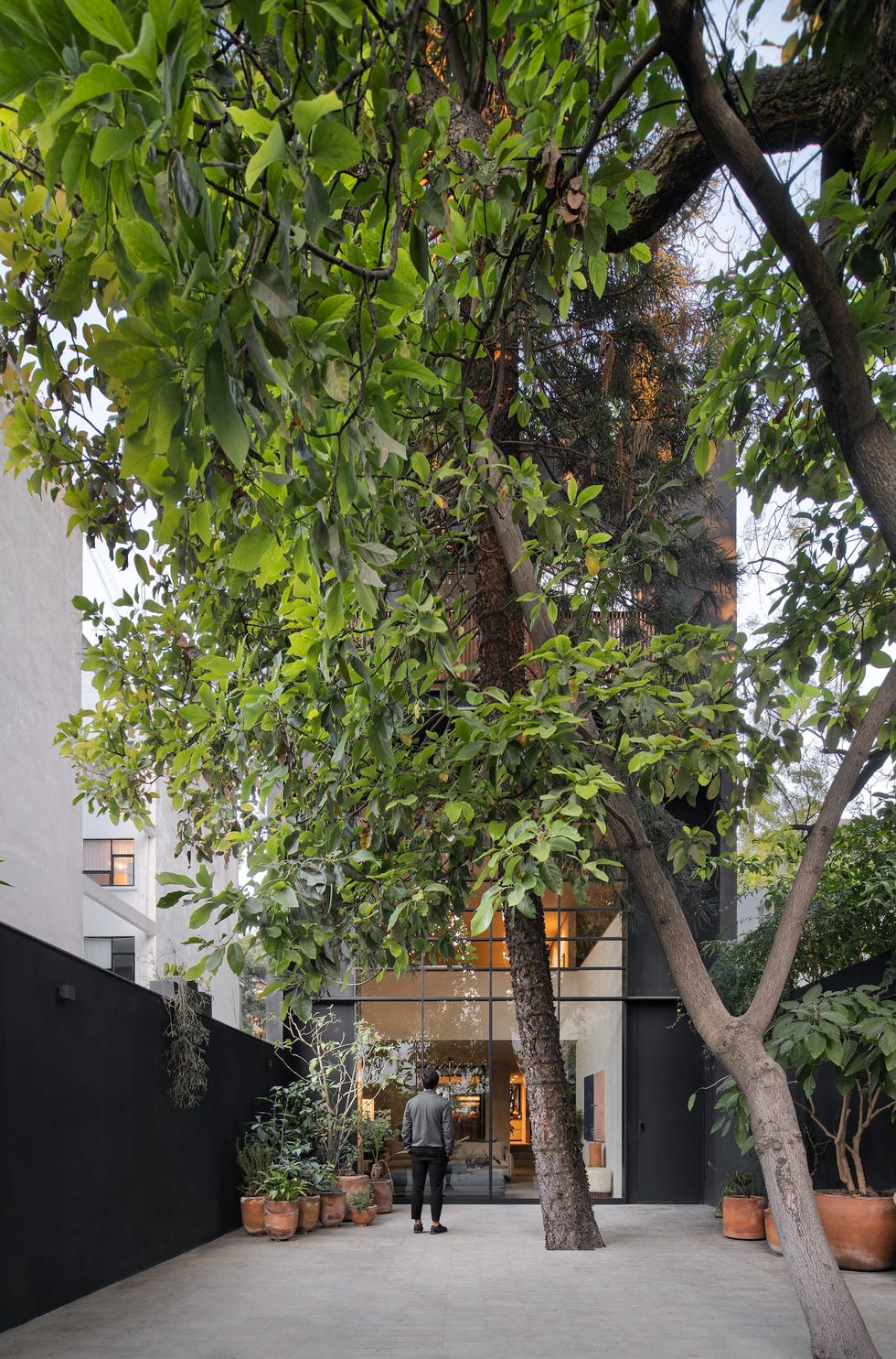 Esta casa de 6 metros de ancho tiene árboles en medio del patio interior y una escalera que atraviesa la casa sin pasar por ninguna habitación casa 6 metros ancho arboles medio patio interior escalera atraviesa casa sin pasar por habitacion