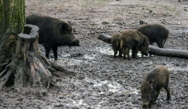 Hallan 50 jabalíes muertos en la "zona cero" del brote de peste porcina africana en Collserola