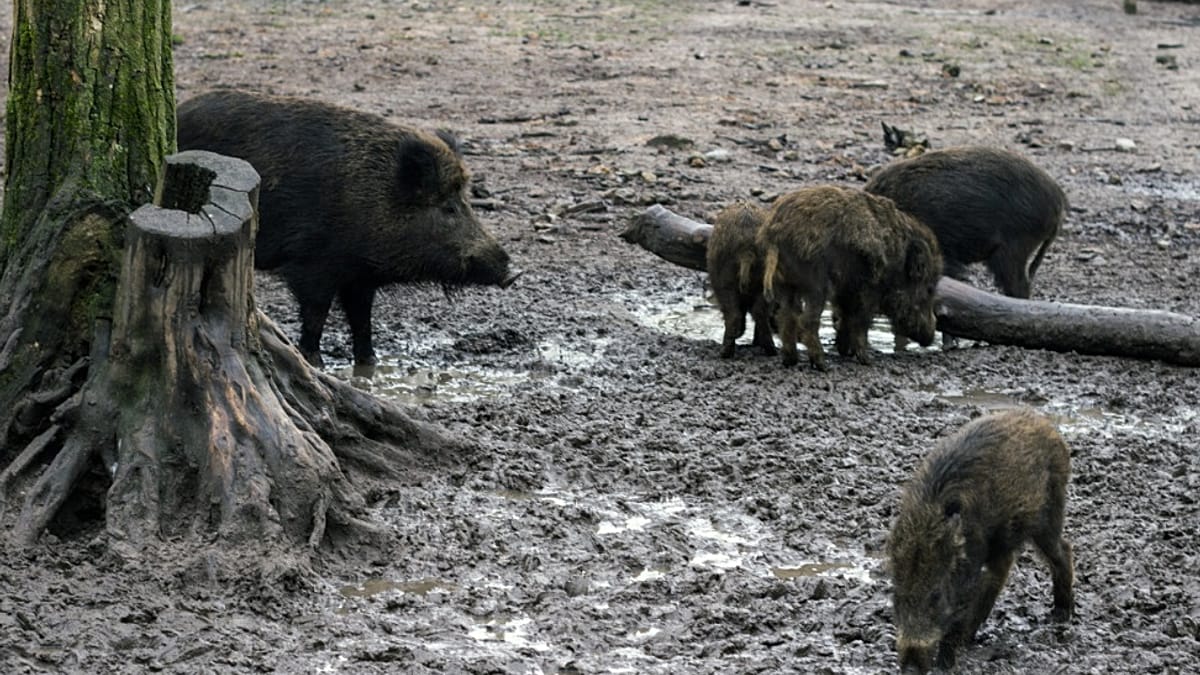 Hallan 50 jabalíes muertos en la "zona cero" del brote de peste porcina africana en Collserola
