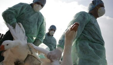 ¿Podría propagarse la gripe aviar entre los humanos? Los científicos muestran cómo podría ocurrir