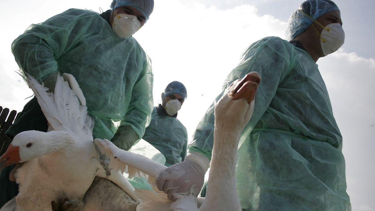 ¿Podría propagarse la gripe aviar entre los humanos? Los científicos muestran cómo podría ocurrir