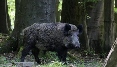 Cataluña declara la emergencia por el brote de peste porcina mientras un juez investiga el origen