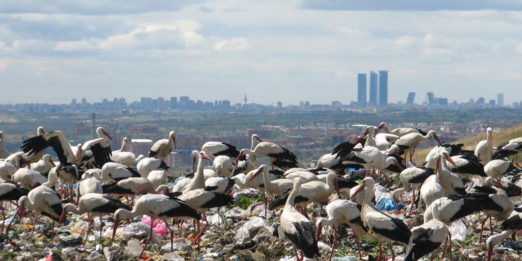 Los análisis a las cigüeñas muertas en Getafe confirman un nuevo foco de gripe aviar de alta patogenicidad