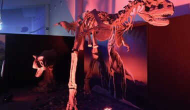 Los dinosaurios reviven en Valladolid: del meteorito asesino a las 21 maquetas en tamaño real
