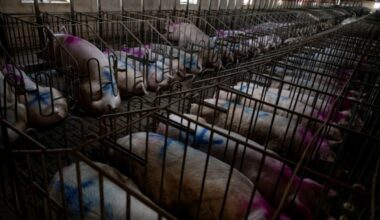 Los productores españoles de cerdo, "muy preocupados" por el foco de peste porcina africana